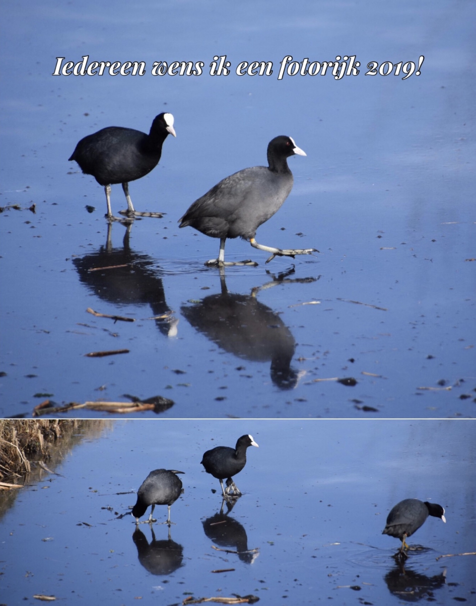 Gelukkig Nieuwjaar - Vogels - 