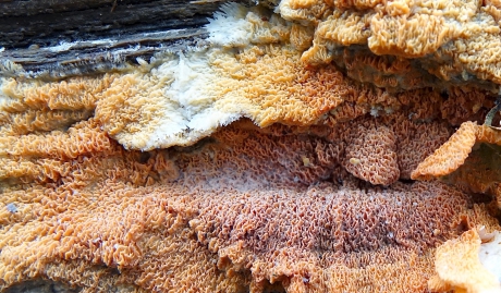 Gigantische Oranje Aderzwam