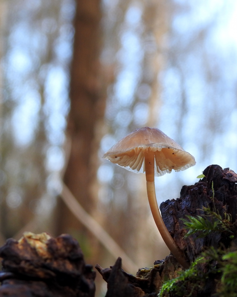 Glazig koppie - Schimmels - Mycena