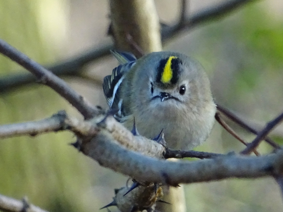 Goudhaantje - Vogels - Goudhaan
