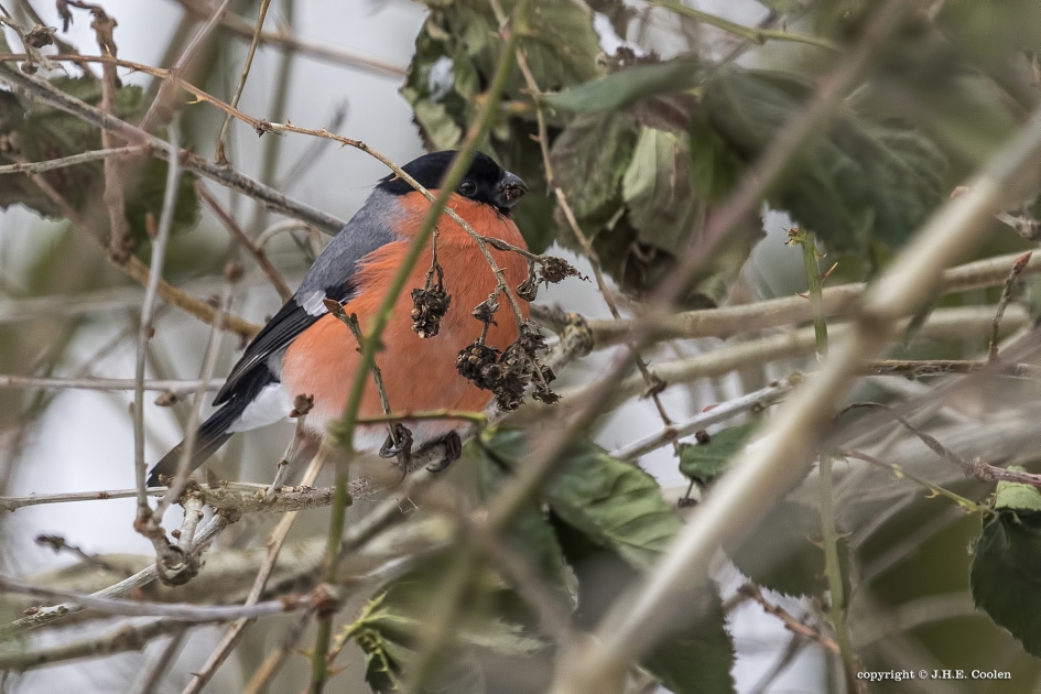 Goudvink - Vogels - Goudvink