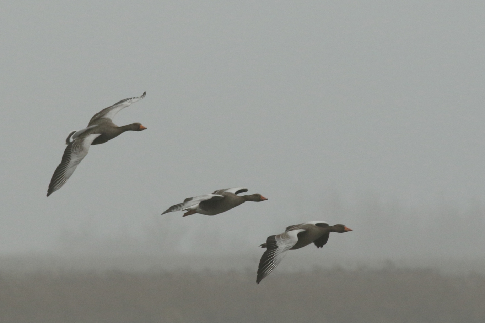 grauwe ganzen in grauw weer - Vogels - grauwe gans