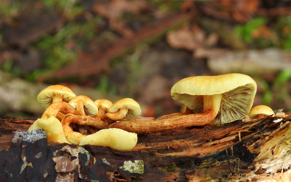 Grillige vormen - Schimmels - 