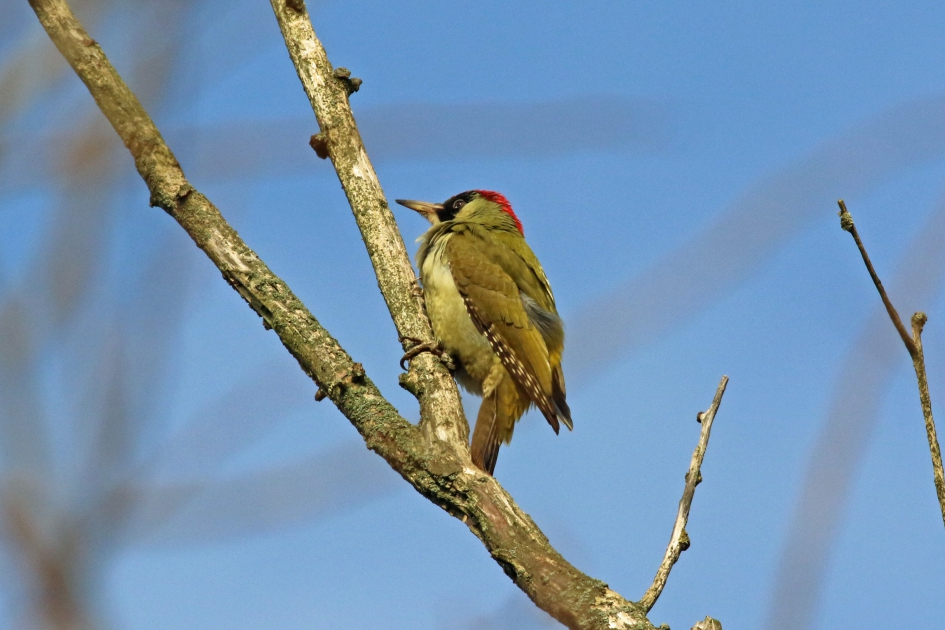 Groene specht (2) - Vogels - 