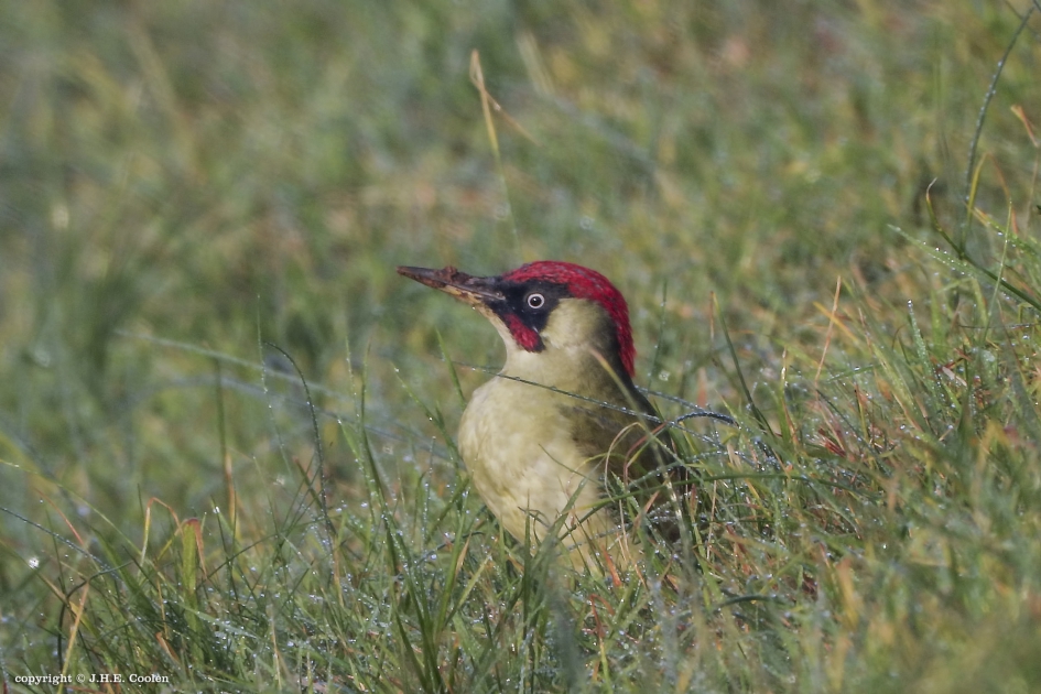 Groene specht - Vogels - Groene specht