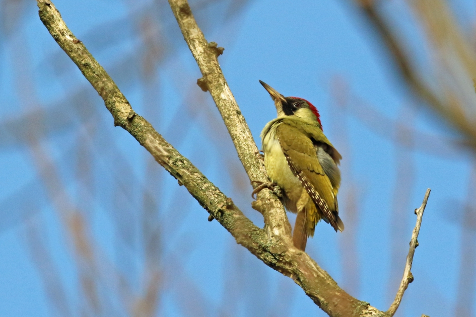 Groene specht in januarizon - Vogels - 