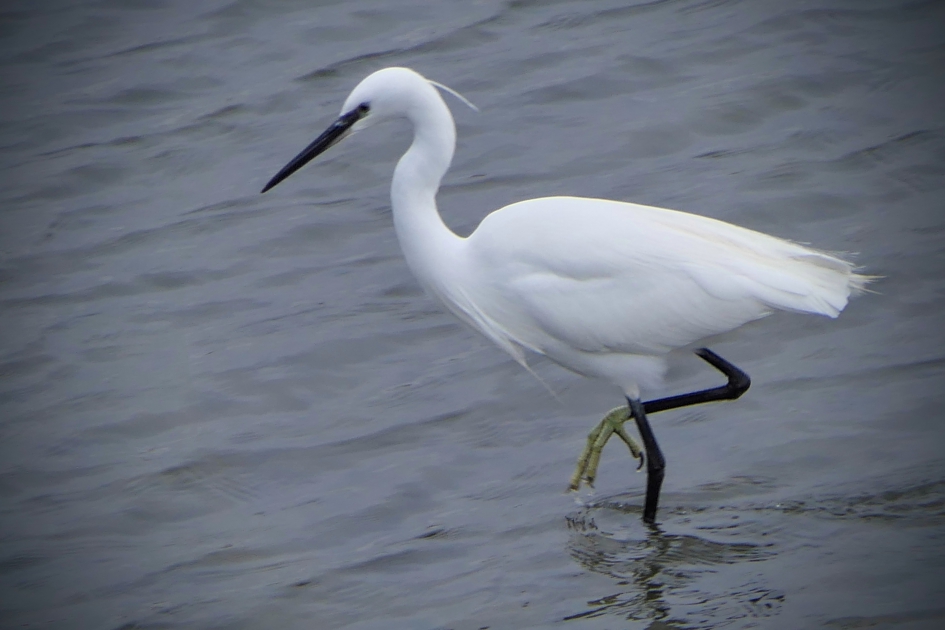 "Groenpootje" - Vogels - Kleine zilverreiger