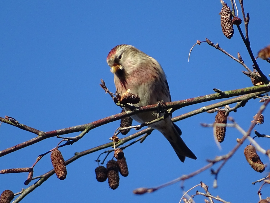 Grote barmsijs - Vogels - 
