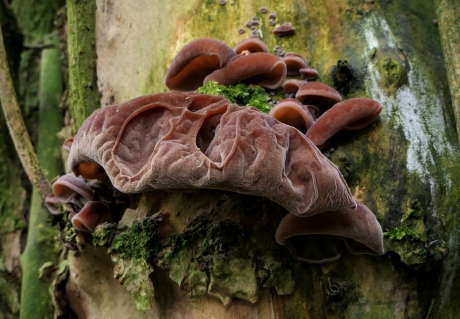 Grote en kleine oren.