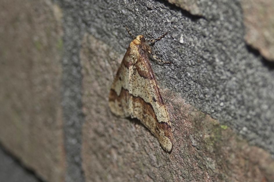 Grote Wintervlinder - Geleedpotigen - 