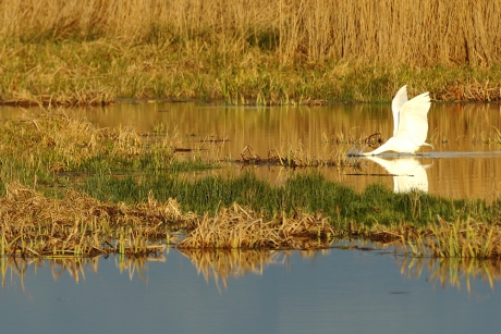 grote zilverreiger