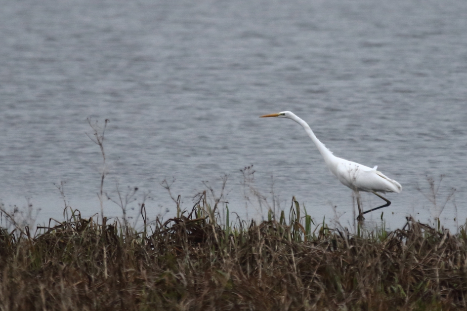 grote zilverreiger - Vogels - grote zilverreiger