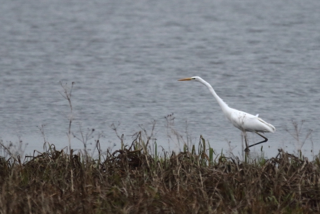 grote zilverreiger