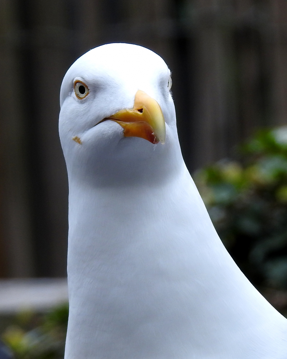 Hallo daar !! - Vogels - Meeuw