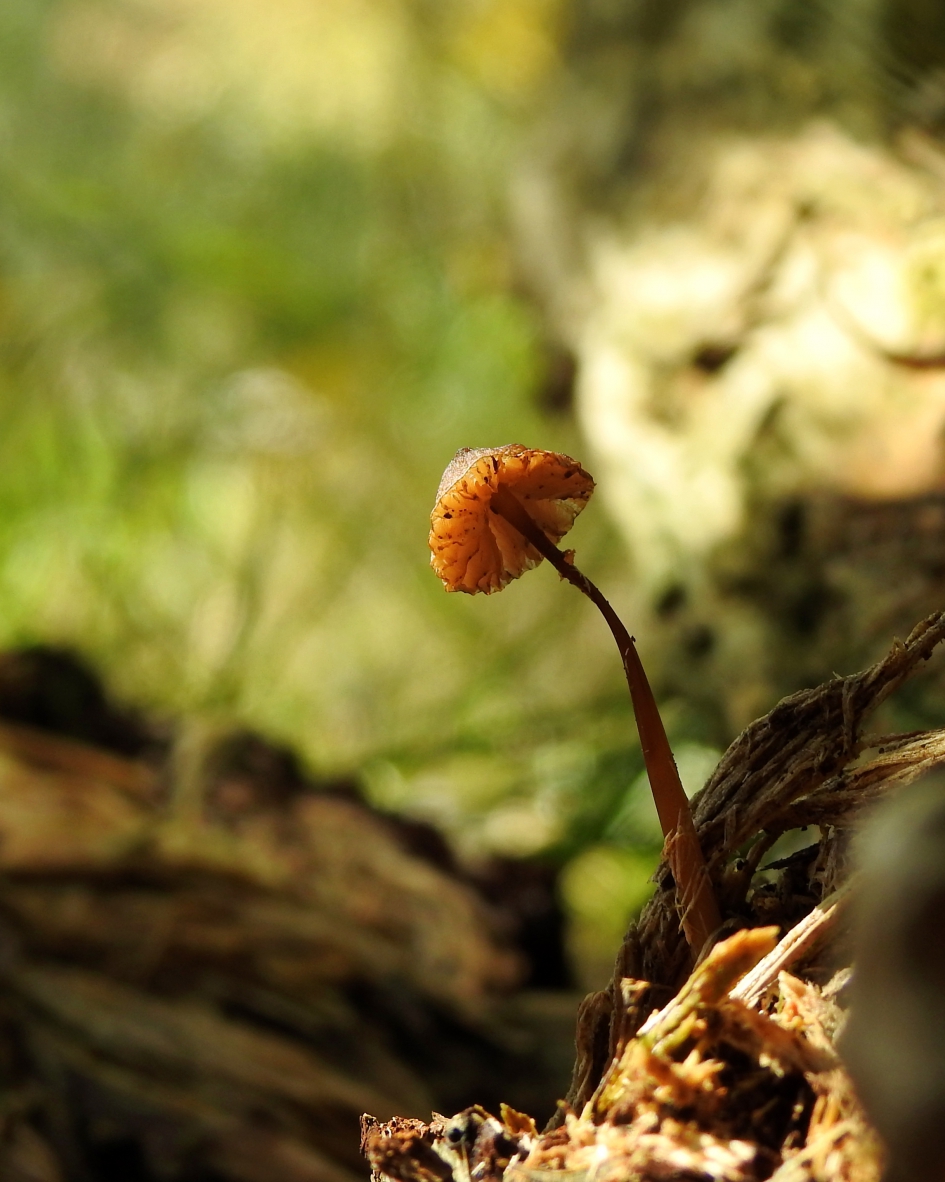 Hallo, ik ben er nog...... - Schimmels - Een oude mycena