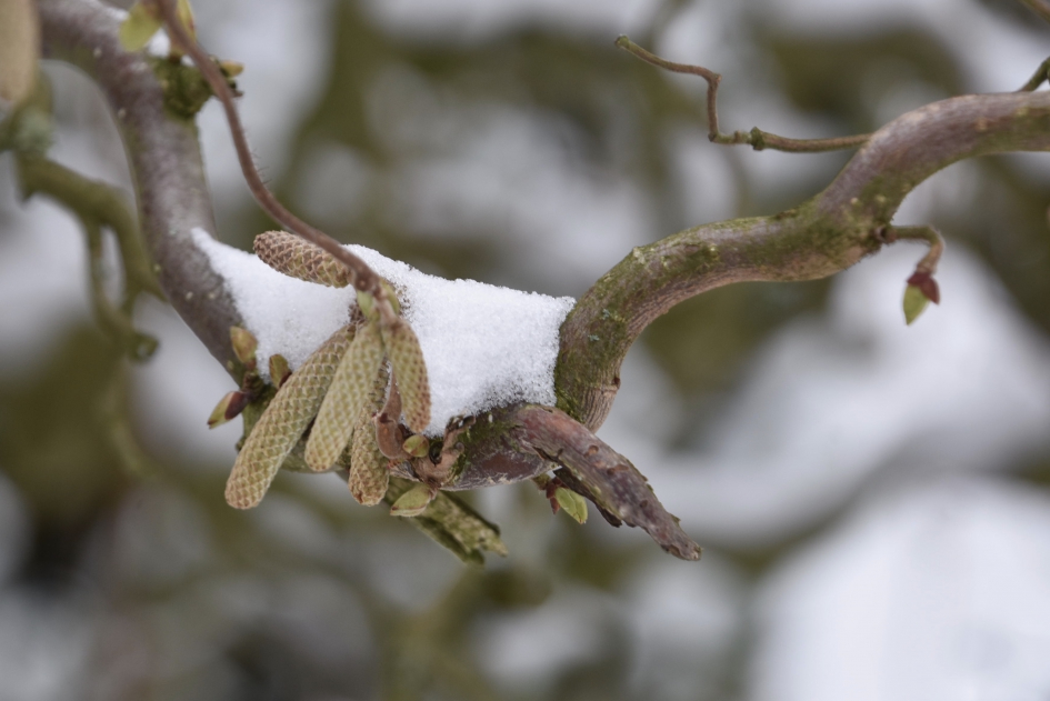 Hazelaar met sneeuw - Planten - 
