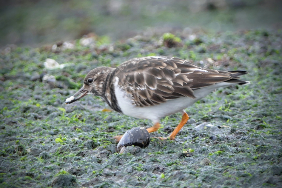 "Hebbes" - Vogels - Steenloper