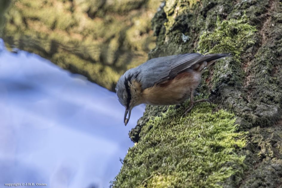 Hebbes - Vogels - Boomklever