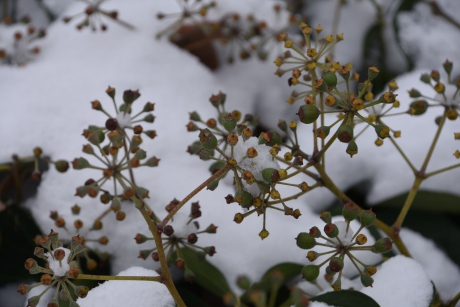 Hedera in de sneeuw