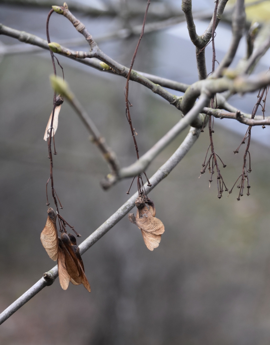 Helicoptertjes - Planten - 
