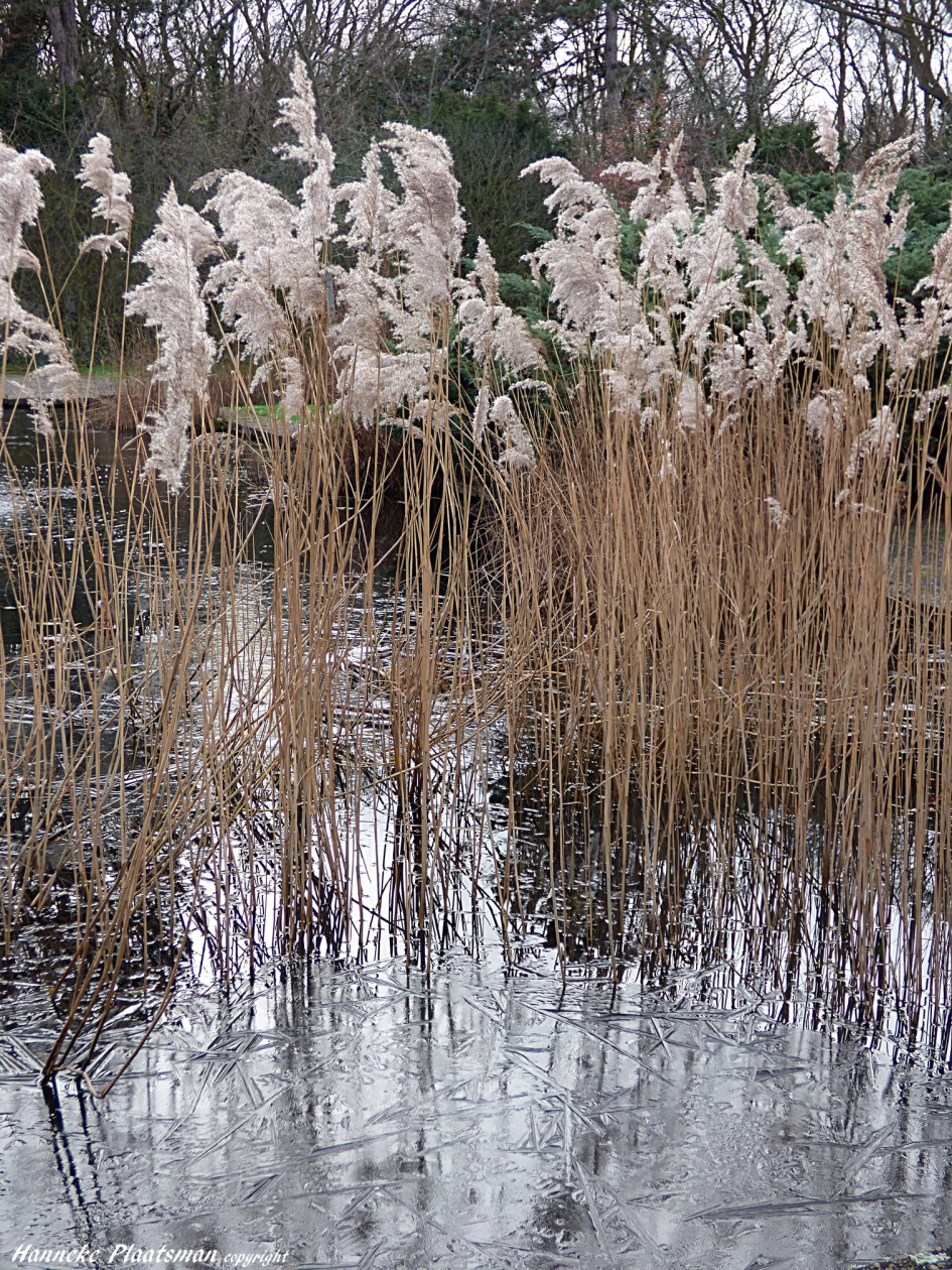 IJs - Weer en landschap - 