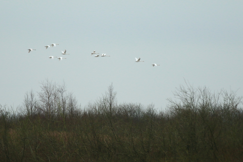 het elftal - Vogels - knobbelzwaan