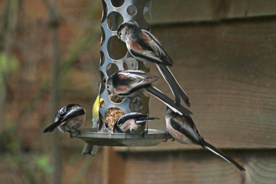 Het is druk bij de (laatste) vetbol - Vogels - 