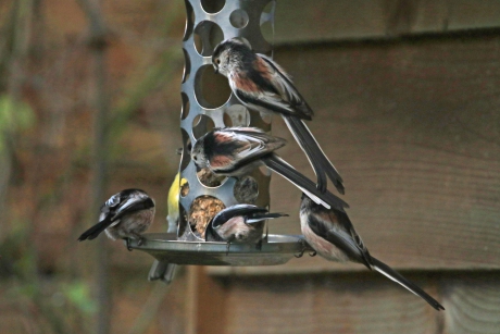 Het is druk bij de (laatste) vetbol