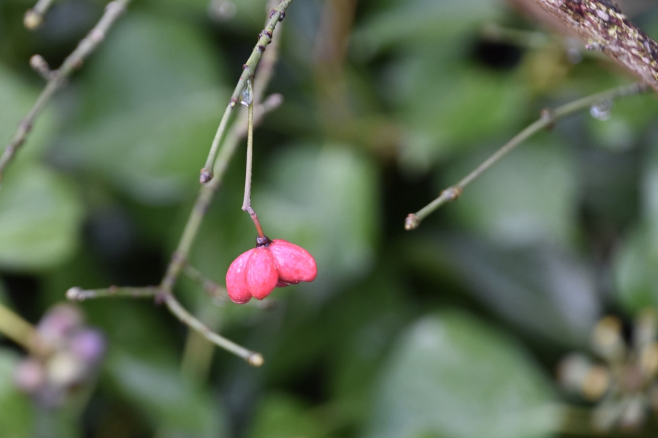 Het laatste kardinaalsmutsje - Planten - 