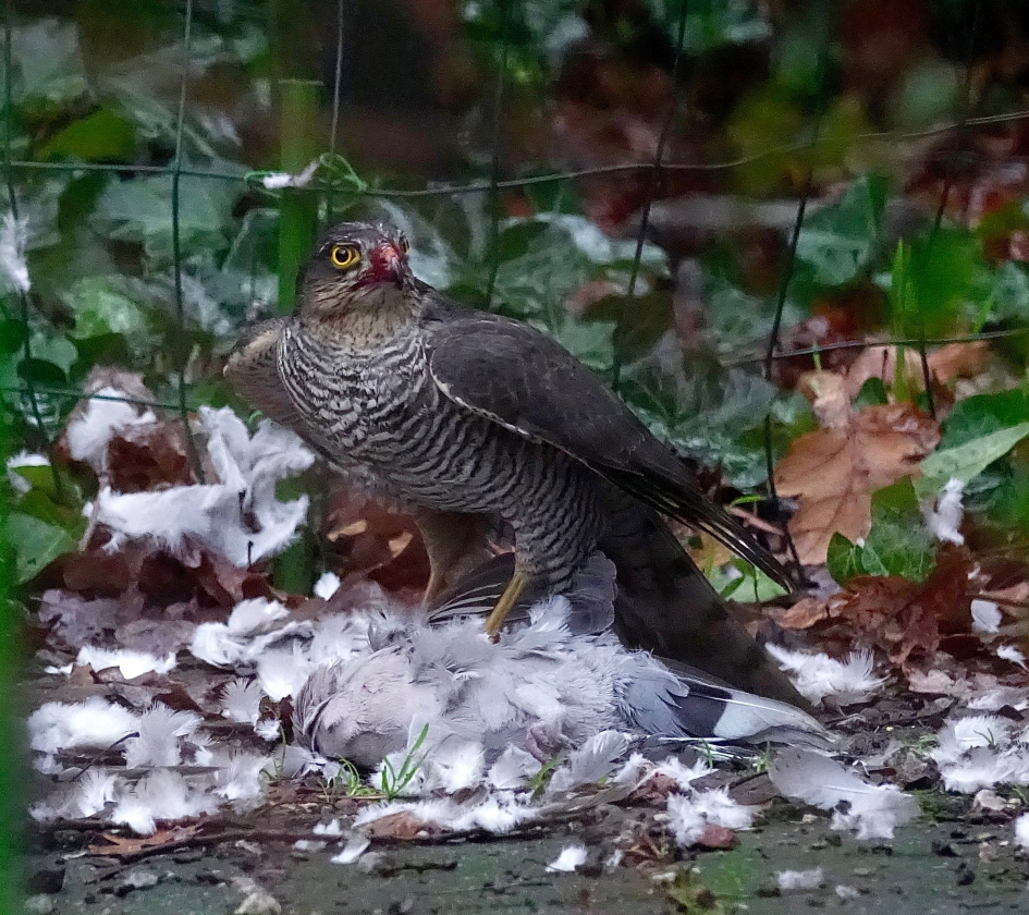 Heterdaad - Vogels - Sperwer