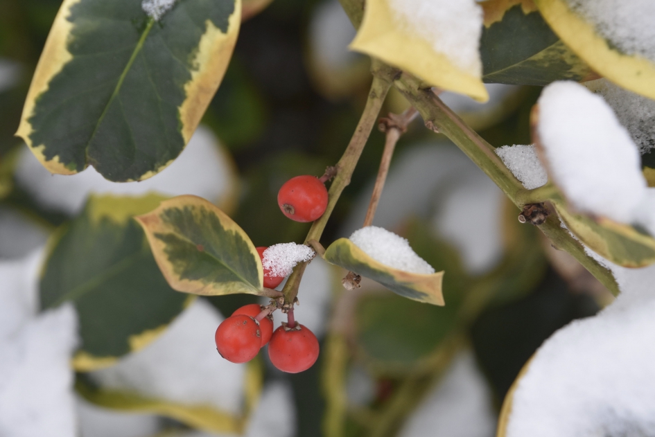 Hulst in de sneeuw - Planten - 