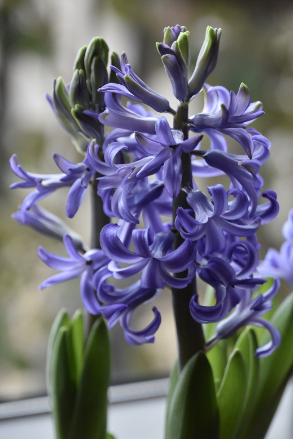 Hyacinten - Planten - 