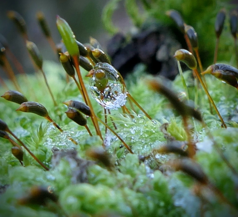 Ijskoud - Planten - Mos