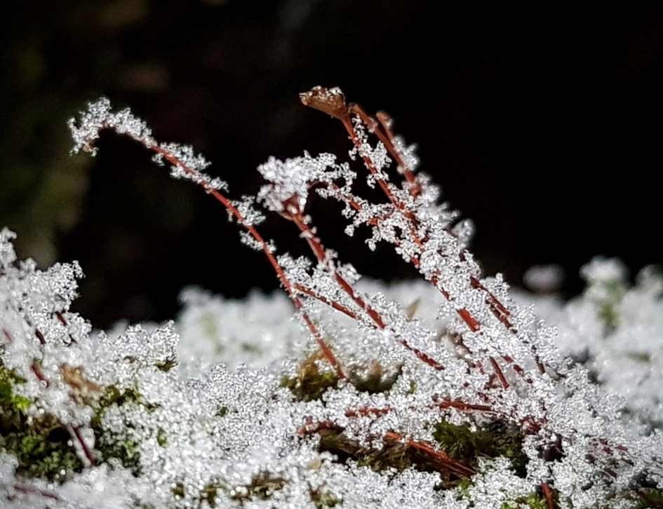 Ijsmos - Planten - Mos