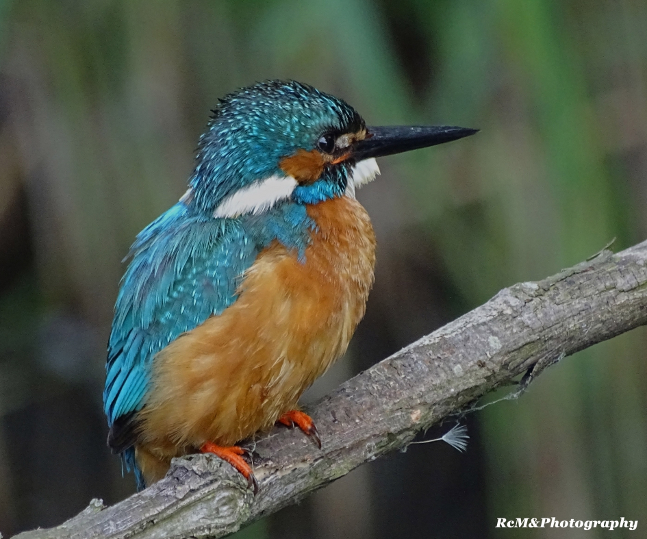 IJsvogel. - Vogels - IJsvogel.