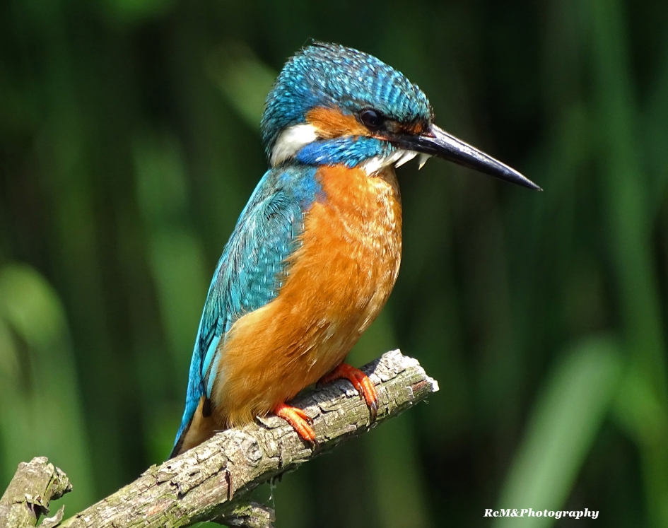 IJsvogel. - Vogels - IJsvogel.