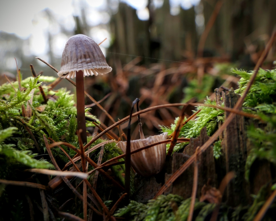 Ik sta nog ! - Schimmels - Paddenstoel