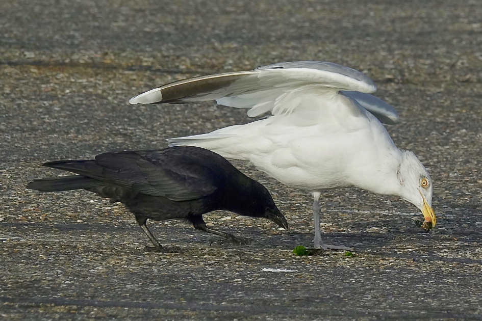 Ik wil ook wat - Vogels - Zwarte kraai en Zilvermeeuw