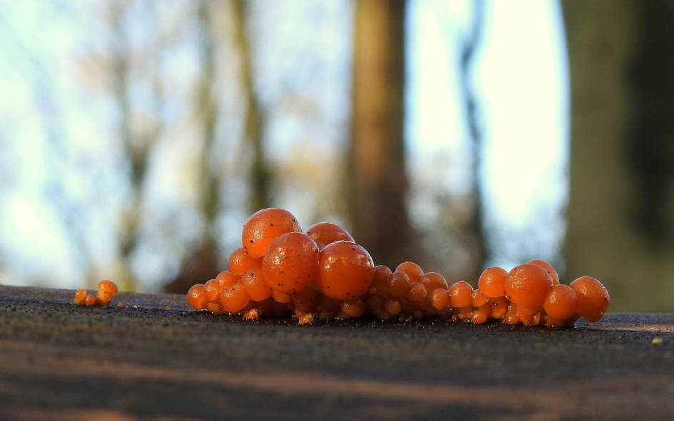 Jonge, dappere doorzetters - Schimmels - Gewoon fluweelpootje