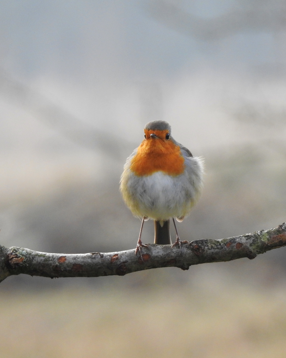 Jongens, het is KOUD, brrr - Vogels - Roodborst