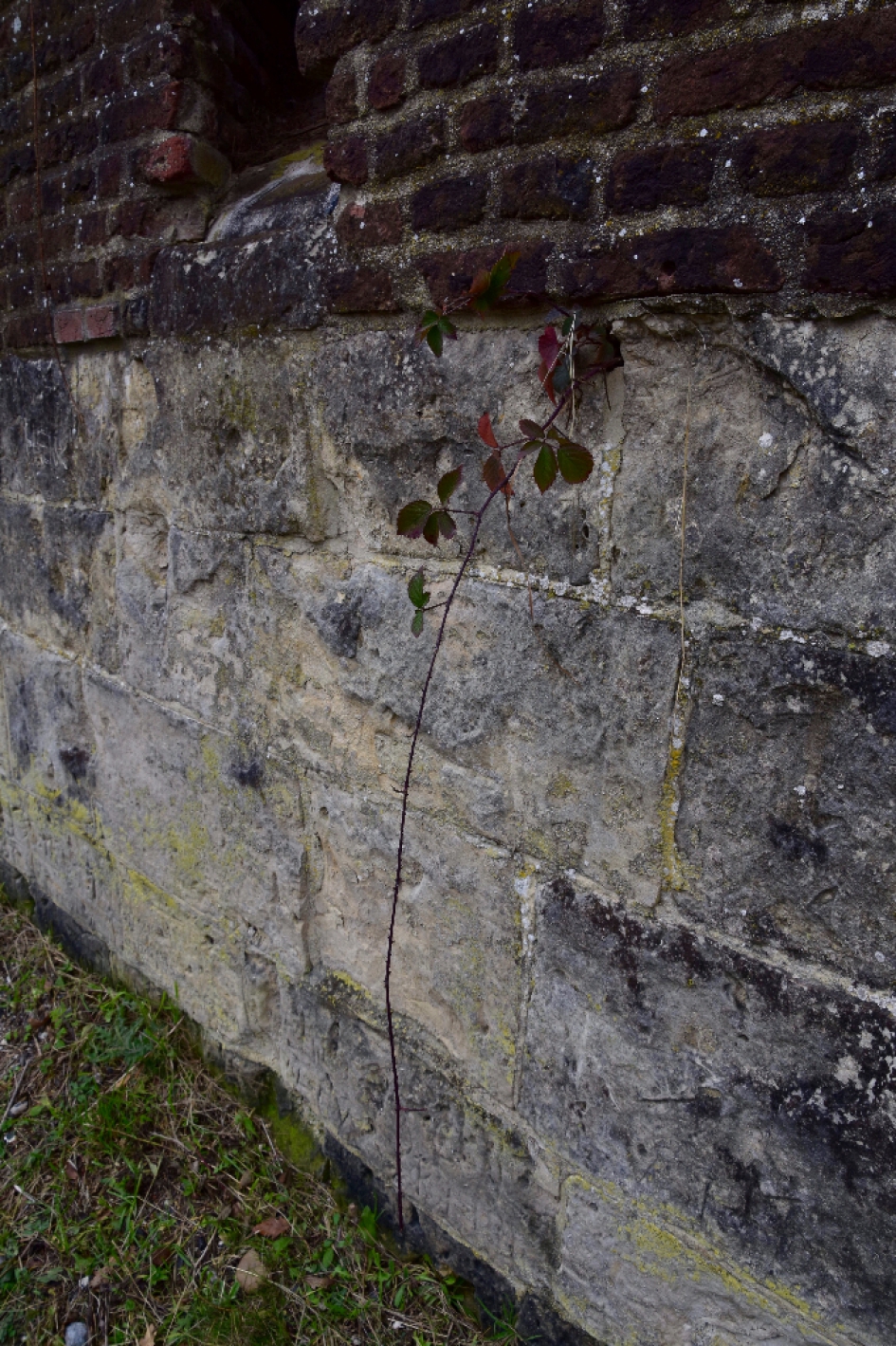Fort muur - Planten - 