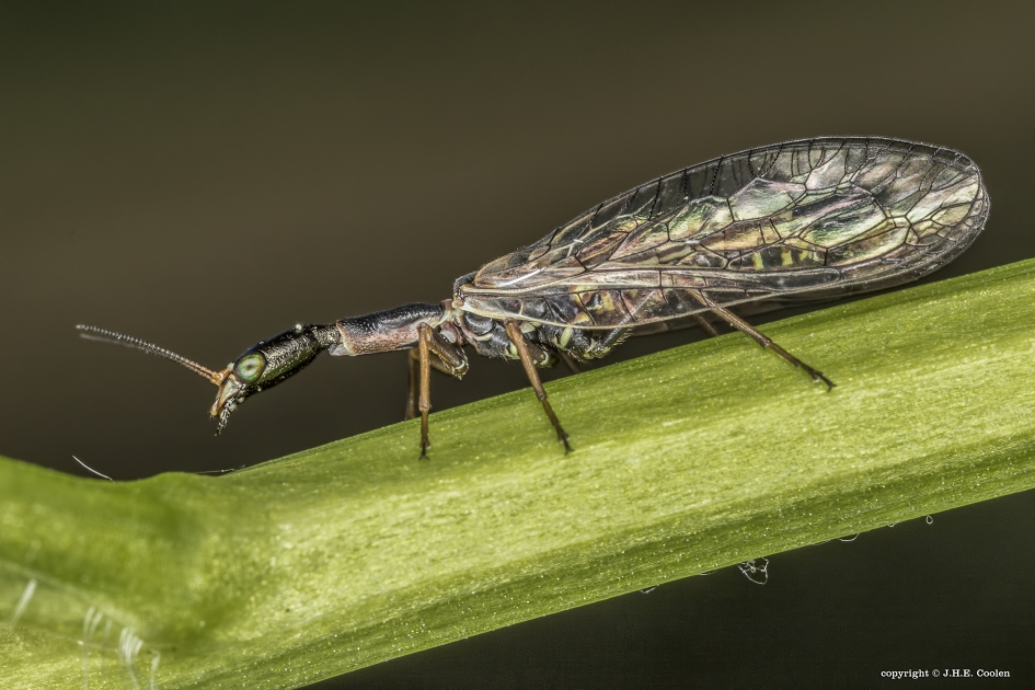 Kameelhalsvlieg (Xanthostigma xanthostigma) - Geleedpotigen - Kameelhalsvlieg