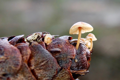 Kegelzwammetjes op Douglaskegel