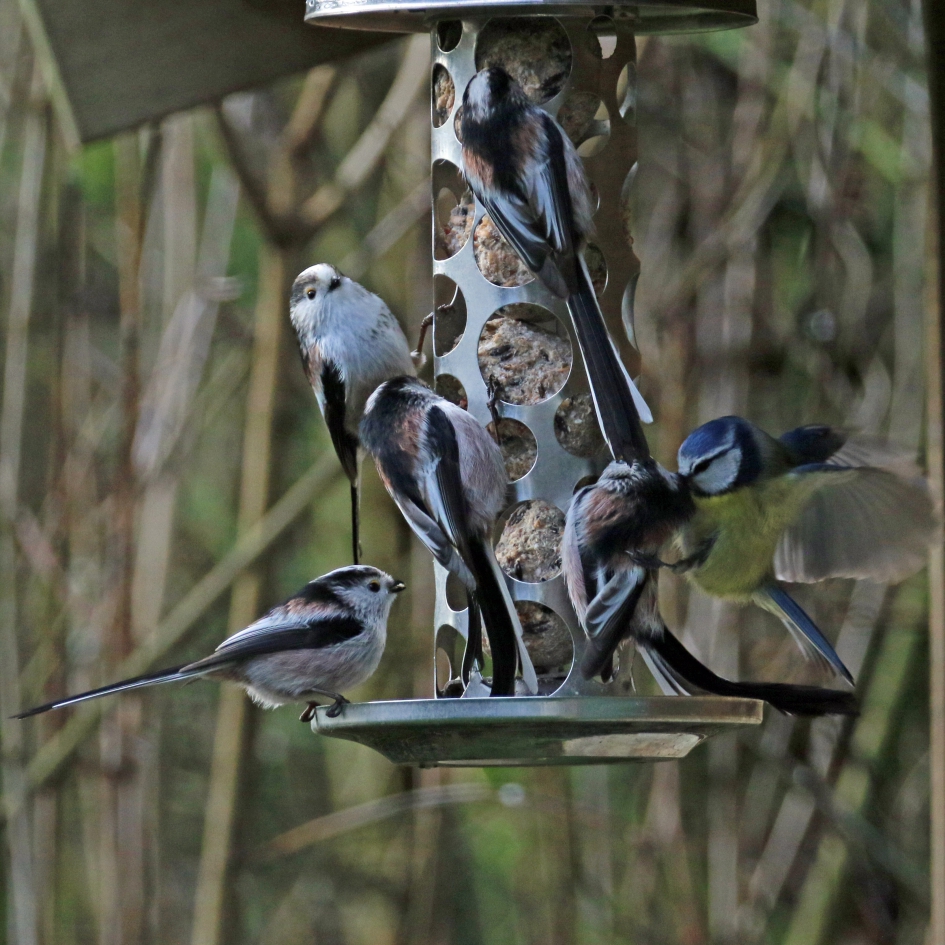 Kijk daar, Pimpel is het  er niet mee eens.. - Vogels - 