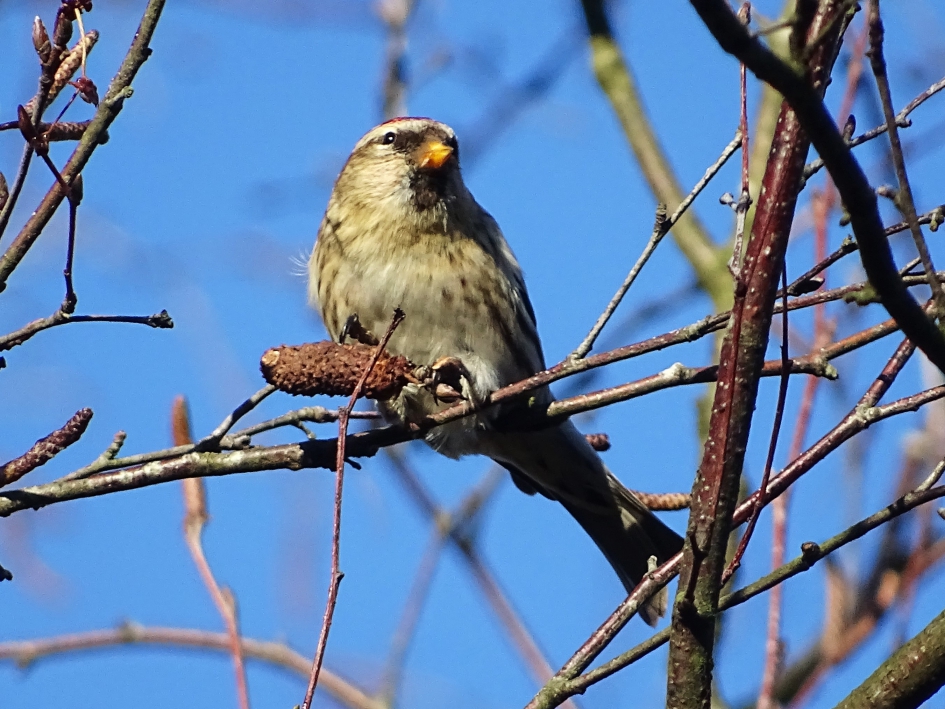 Kleine barmsijs - Vogels - 