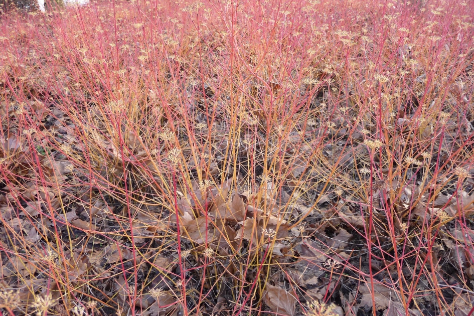 Kleurige struiken - Planten - 