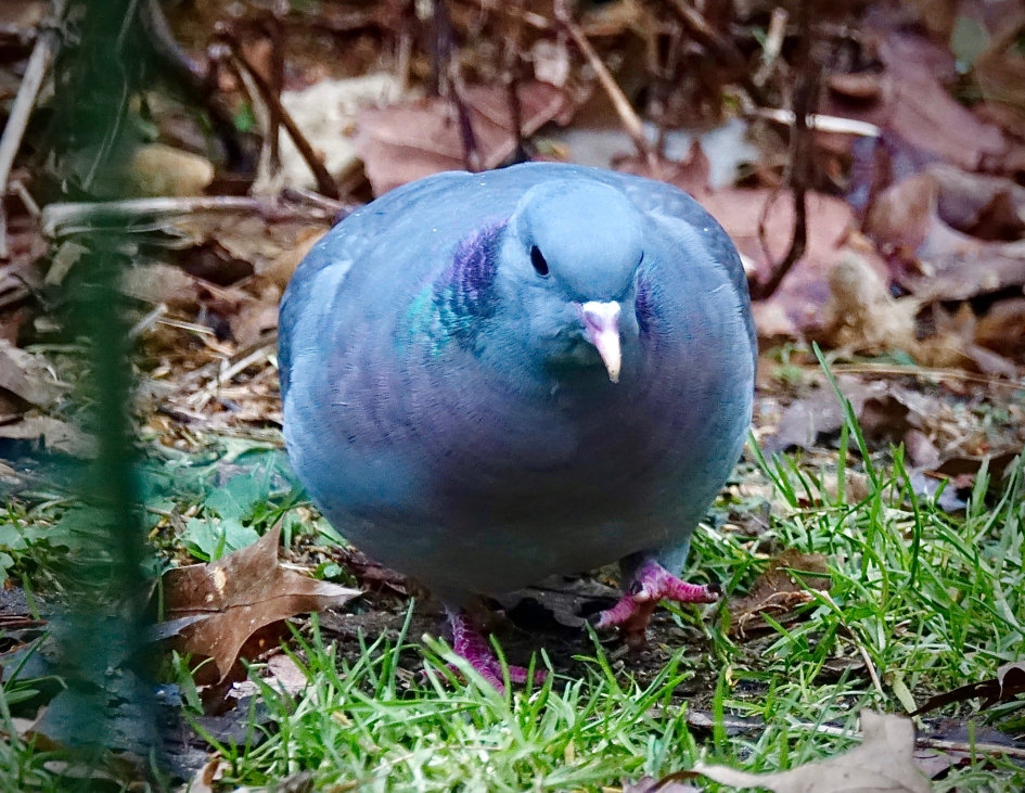 Kleurrijke Holenduif - Vogels - Holenduif