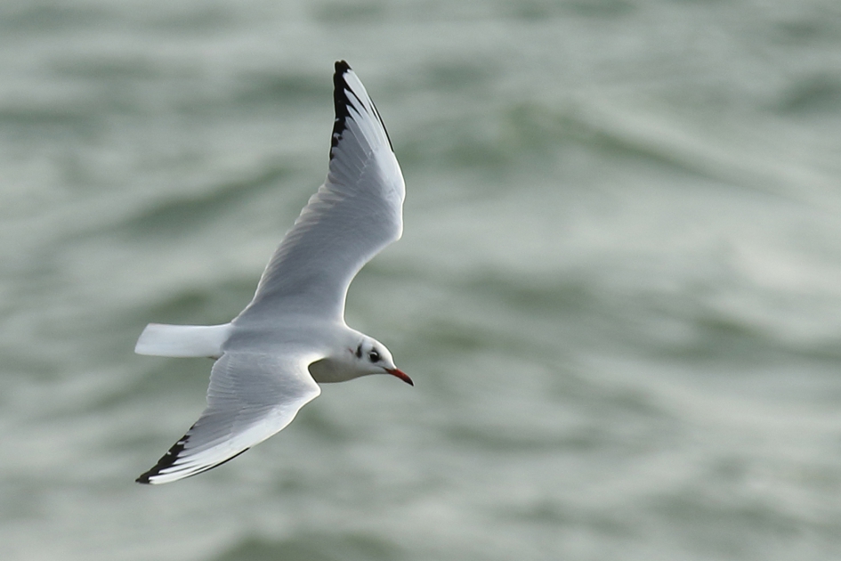 kokmeeuw -winterkleed- - Vogels - kokmeeuw