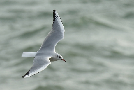 kokmeeuw -winterkleed-