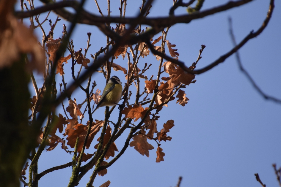 Pimpelmees - Vogels - 